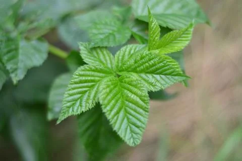 Raspberry leaves Stock Photos