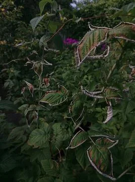 Raspberry leaves Stock Photos