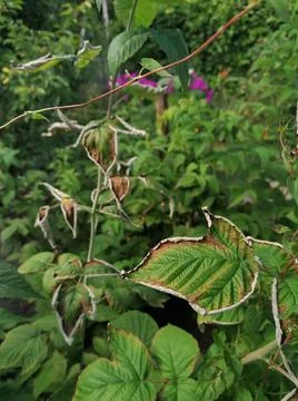 Raspberry leaves Stock Photos
