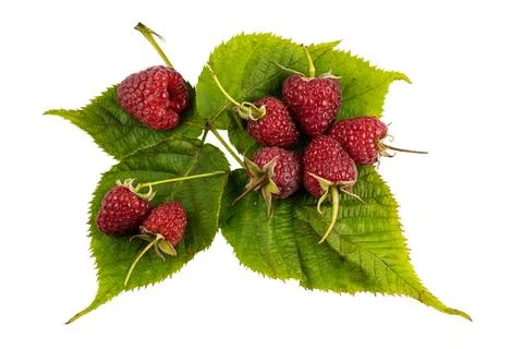Raspberry with leaves. Raspberry isolated on white background. Stock Photos