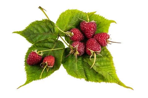 Raspberry with leaves. Raspberry isolated on white background. Stock Photos