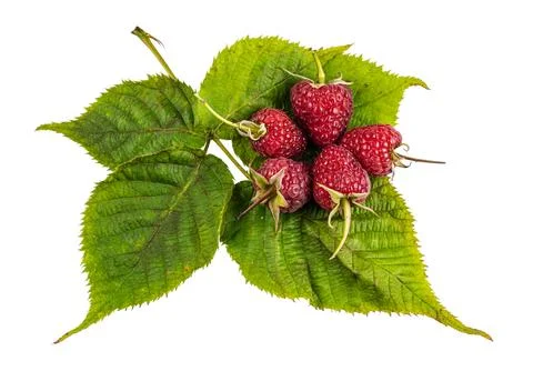 Raspberry with leaves. Raspberry isolated on white background. Stock Photos