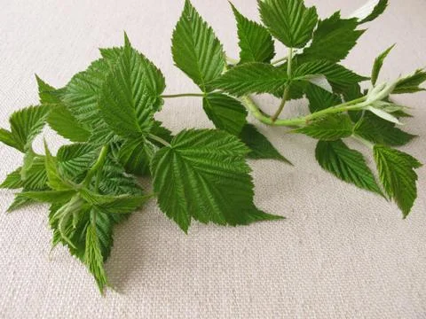 Raspberry leaves for raspberry leaf tea Stock Photos