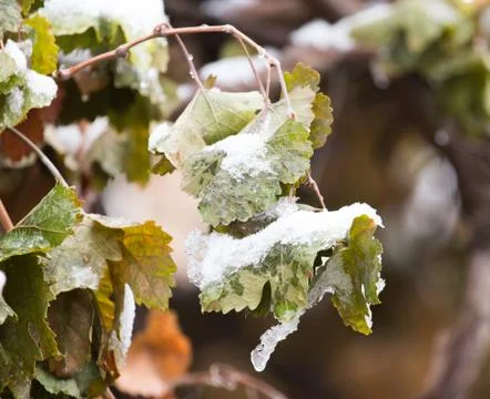 Raspberry leaves in snow Stock Photos