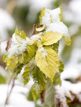 Raspberry leaves in snow Stock Photos