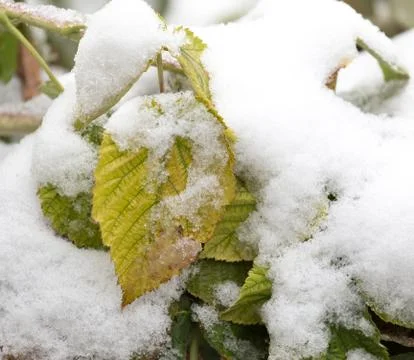 Raspberry leaves in snow Stock Photos