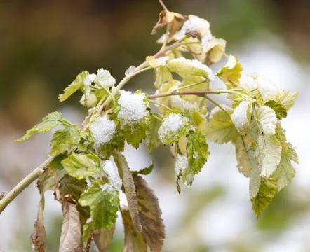 Raspberry leaves in snow Stock Photos
