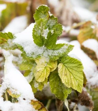 Raspberry leaves in snow Stock Photos
