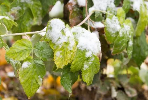 Raspberry leaves in snow Stock Photos