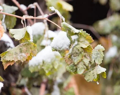 Raspberry leaves in snow Foto stock