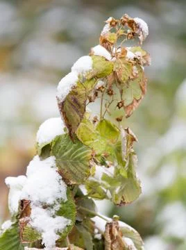 Raspberry leaves in snow Foto stock