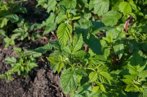 Raspberry leaves in spring. Growing garden raspberries. Concept gardening Stock Photos
