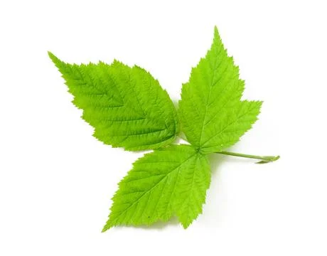 Raspberry Leaves Tender green Raspberry leaves on white background Copyrig... Foto stock