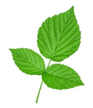 Raspberry leaves on white background Stock Photos