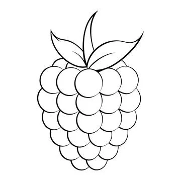 Raspberry line art illustration Stock Illustration
