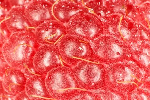 Raspberry Macro Closeup. Texture Background. Water Drops. Stock Photos