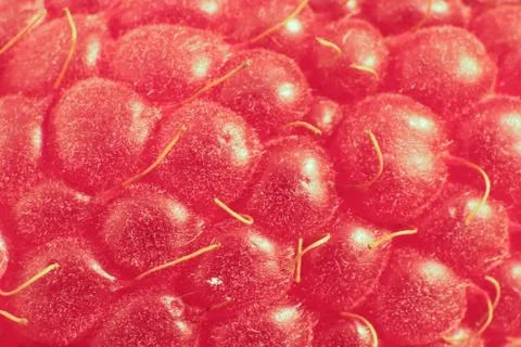Raspberry Macro Closeup. Texture Background. Stock Photos