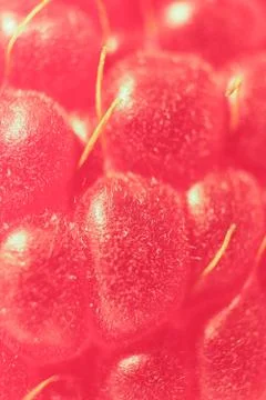 Raspberry Macro Closeup. Texture Background. Stock Photos