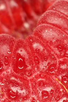 Raspberry Macro Closeup. Texture Background. Water Drops. Stock Photos