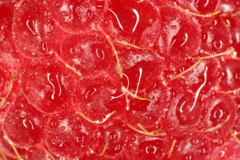 Raspberry Macro Closeup. Texture Background. Water Drops. Stock Photos