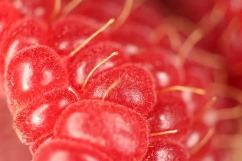 Raspberry Macro Closeup. Texture Background. Stock Photos