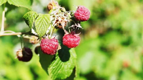 Raspberry macro Stock Footage 52517216