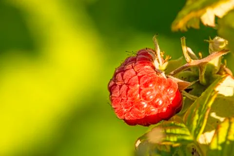 Raspberry, macro of a ripe fruit Stock Photos