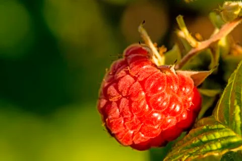 Raspberry, macro of a ripe fruit Stock Photos