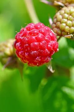 Raspberry, macro of a ripe fruit Stock Photos