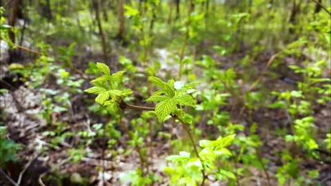 Raspberry in nature 库存影片 112719284