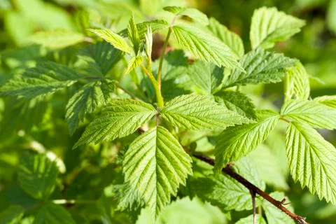 Raspberry or blackberry Foto stock