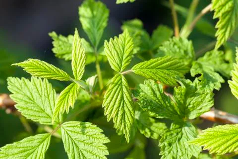 Raspberry or blackberry Stock Photos