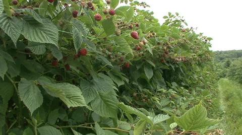 Raspberry orchard Stock Footage 39958276