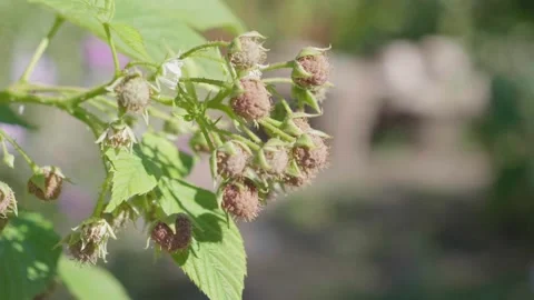 Raspberry organic berries. The maturation stage. The bush is swaying in the wind Видео 136695533