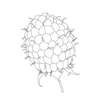 Raspberry outline from black lines isolated on white background. Front view. Stock Illustration