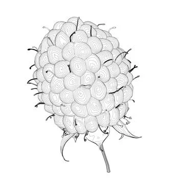 Raspberry outline from black lines isolated on white background. Front view.. Stock Illustration