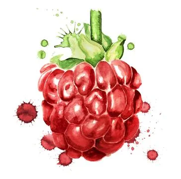 Raspberry with paint blots Stock Illustration