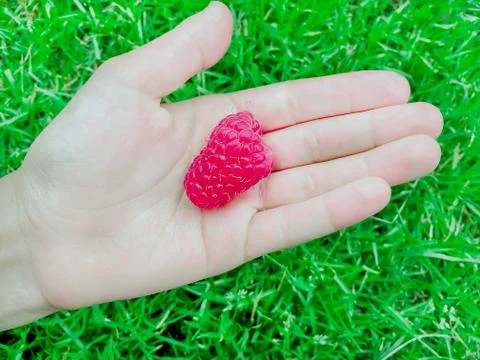Raspberry on the Palm against the backdrop of grass in summer Foto stock