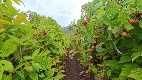 Raspberry Patch California Stock Footage 315422802