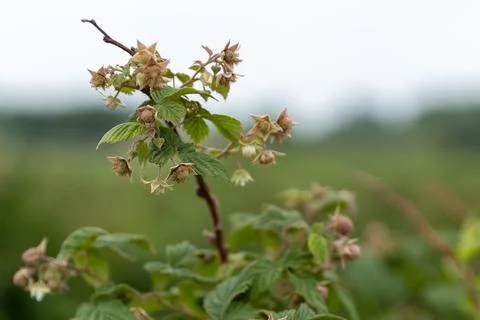 Raspberry on a patch at a farm Fotos de archivo