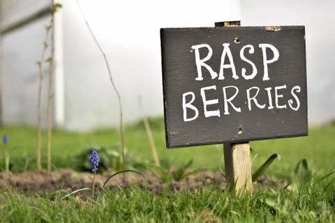 A raspberry patch in a home grown garden. Stock Photos