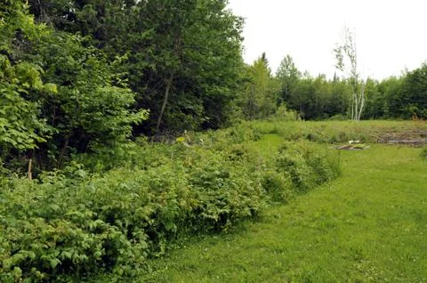 Raspberry patch Stock Photos