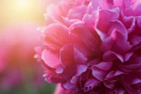 Raspberry peony flower in rays of the rising sun on summer day. Macro. Peony Stock Photos