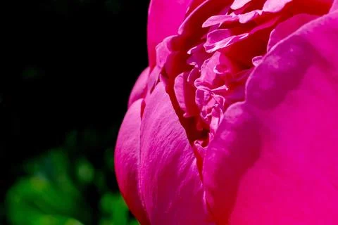 Raspberry peony. Macro. Peony flower close-up on a warm sunny day Foto stock