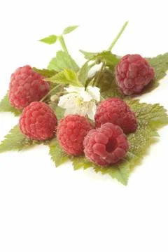 Raspberry perched on a leaf with white flowers Stock Photos