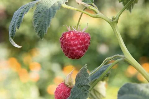 Raspberry 스톡 사진