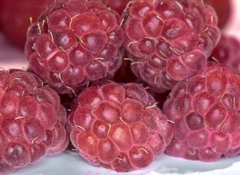 Raspberry Stock Photos