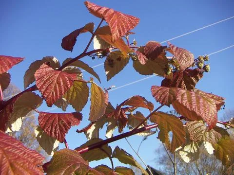 Raspberry Stock Photos