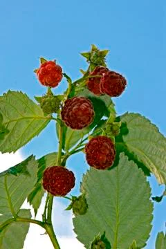 Raspberry Stock Photos