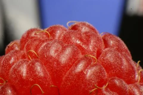 Raspberry Stock Photos